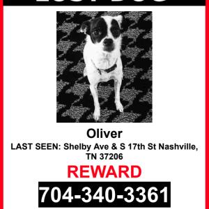 Lost Dog Oliver