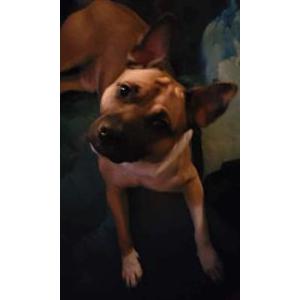 Lost Dog Pablo