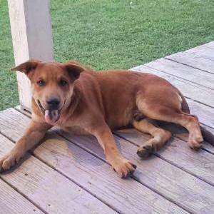 Image of Moose, Lost Dog