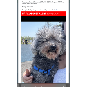 Image of Mickey, Lost Dog