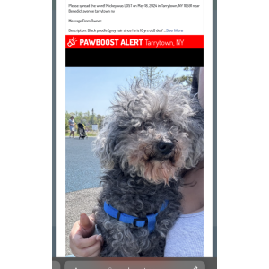 Lost Dog Mickey