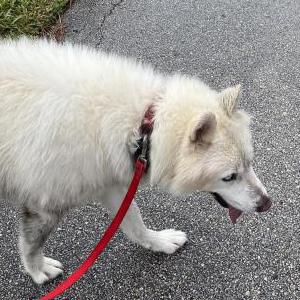 Found Dog Unknown