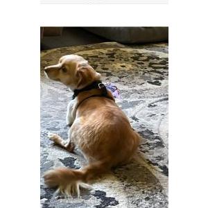 Image of Money, Lost Dog