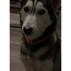 Image of Snow, Lost Dog