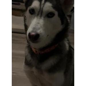 Lost Dog Snow
