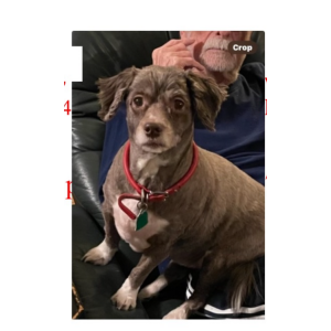 Image of Stormie, Lost Dog
