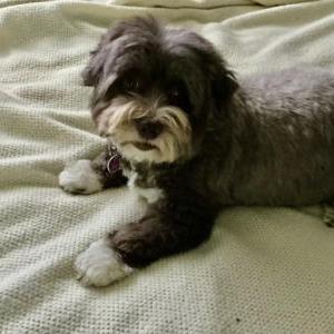 2nd Image of Stormie, Lost Dog