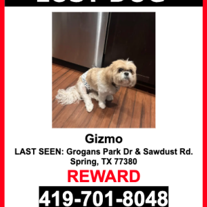 Lost Dog Gizmo