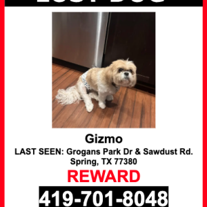 Image of Gizmo, Lost Dog