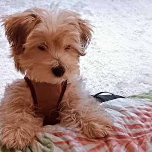 Lost Dog Pepe