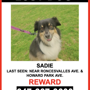 Lost Dog Sadie
