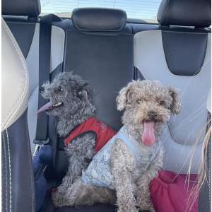 Found Dog TWO lost pups!