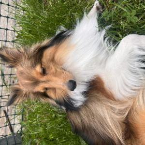 Lost Dog Brownie