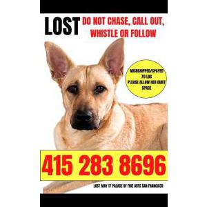Lost Dog Gia