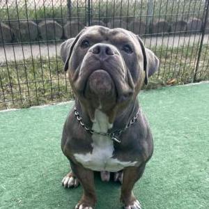 Lost Dog Deuce