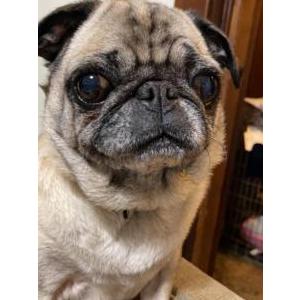 Lost Dog Lexi