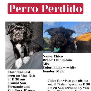 Lost Dog Chico