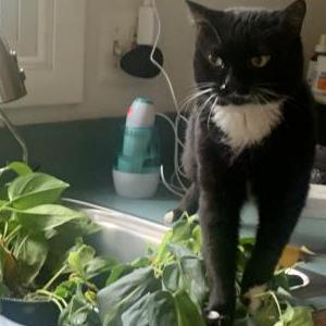 2nd Image of Knala, Lost Cat