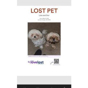 Lost Dog Dior