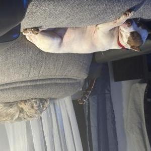 Lost Dog Rosie
