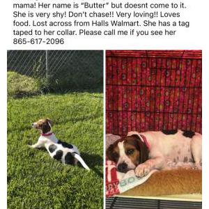 Lost Dog Butter
