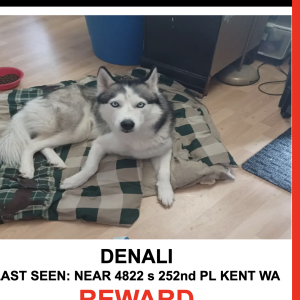 Image of Denali, Lost Dog