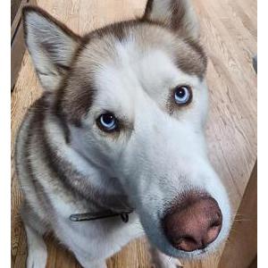 Image of Balto, Lost Dog