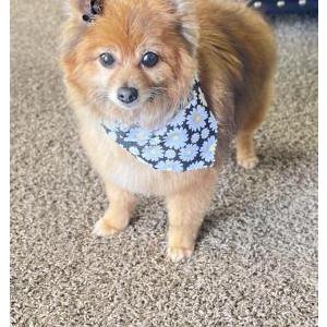 Lost Dog Pennie