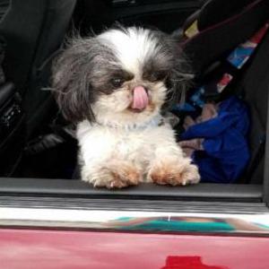 Lost Dog Bentley