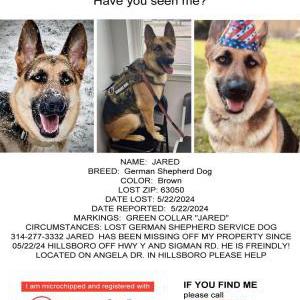 Lost Dog Jared