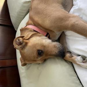 Lost Dog Gracie