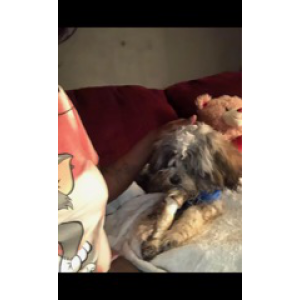 Lost Dog Fluffy