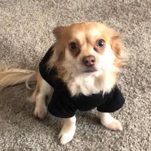 Lost Dog Eevee