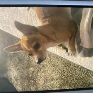 Image of Changuito, Lost Dog