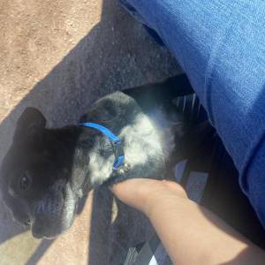 Lost Dog Batman