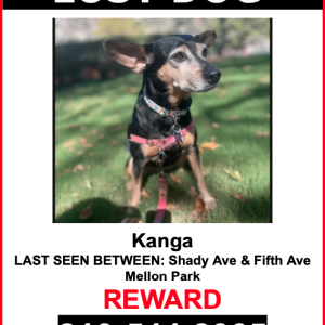 Lost Dog Kanga