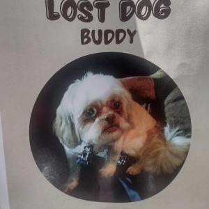 Lost Dog Buddy