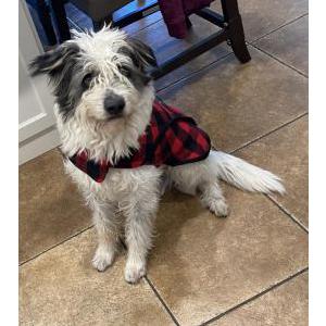 Lost Dog Lobo