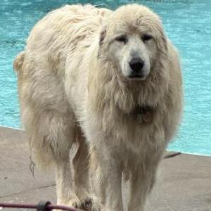Image of Lotis, Lost Dog