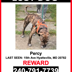 Lost Dog Percy