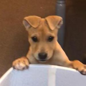 Image of Mur (Murphy), Lost Dog