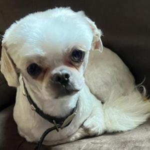 Lost Dog Lance