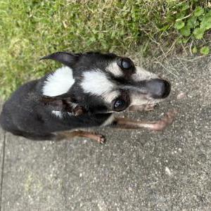 Found Dog Unknown