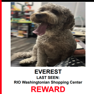 Lost Dog EVEREST