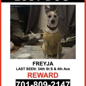 Lost Dog Freyja