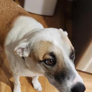 Lost Dog Angel