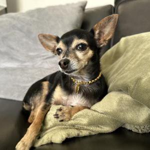 Lost Dog Davina