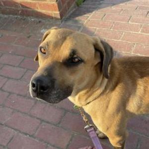 Lost Dog Raloo