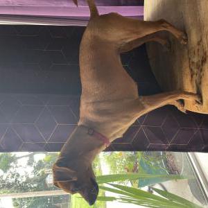 Found Dog Unknown