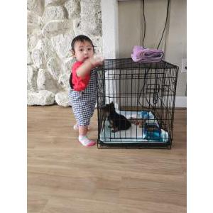 2nd Image of Cincuenta, Lost Dog